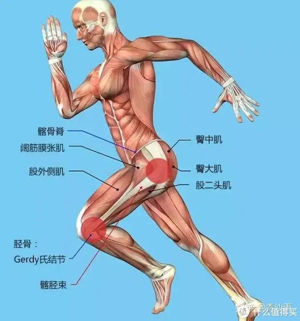 而造成这个伤痛的主要原因是,相对于我们的跑步和运动强度,我们的臀肌
