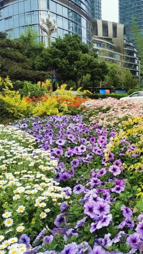 好"妖艳儿"!成都的绿化带,花样多