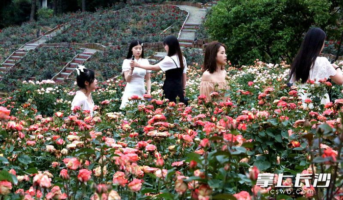 组图|百亩玫瑰花开 浪漫触手可及|玫瑰园|长沙市_新浪新闻