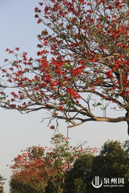 市树主题园有了!泉州与你相约四季赏刺桐