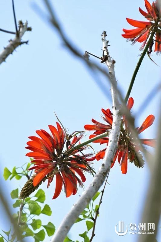 华侨大学校园内龙牙花(花匠永哥/供图)"象牙刺桐花期2—3月;龙牙花6