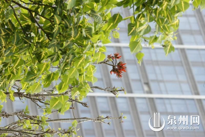 泉州与你相约四季赏刺桐