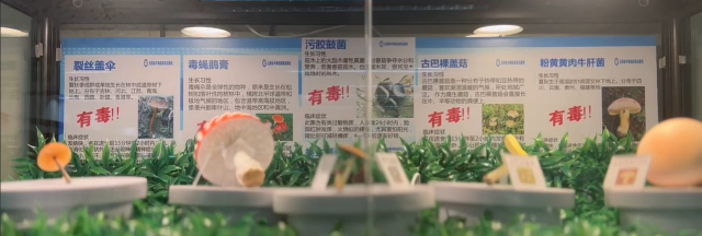 毒绳伞,豹斑毒伞的误食者则会出现呕吐,腹泻,出汗,流泪,心搏减慢等副