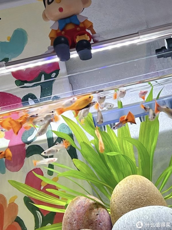 鱼缸的选择也是比较重要的