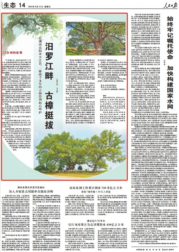 汨罗江畔 古樟挺拔(古树的故事)|汨罗江|樟树|平江县_新浪新闻