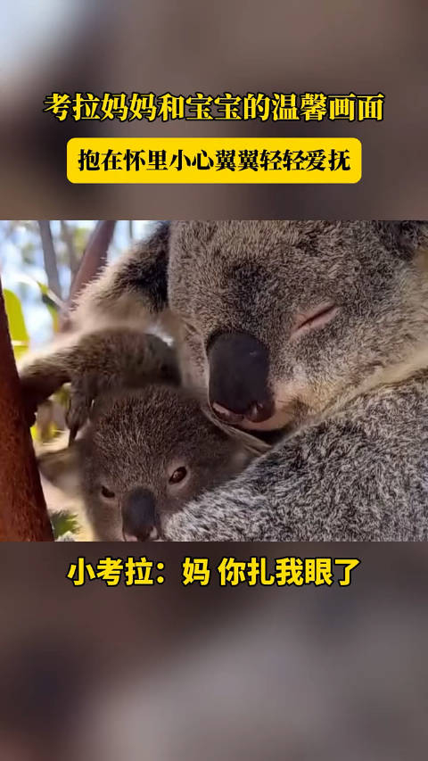 考拉妈妈和宝宝的温馨画面 抱在怀里小心翼翼的爱抚 很温馨幸福