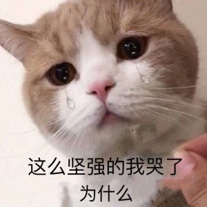 快来分享你家喵星人的迷惑行为表情包!