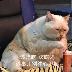 快来分享你家喵星人的迷惑行为表情包!