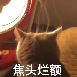 快来分享你家喵星人的迷惑行为表情包!
