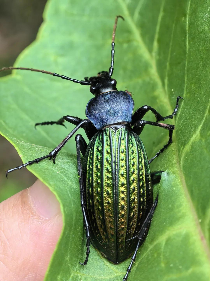 金步甲图片 新浪网