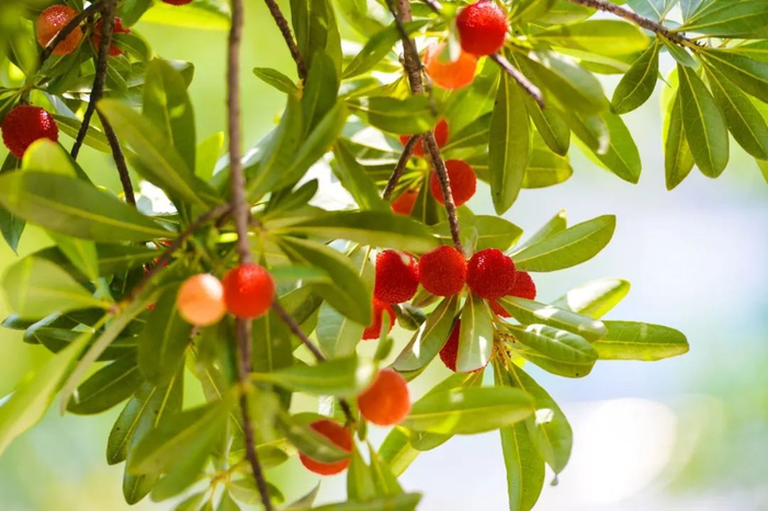 来晋城体验"梅"好时光——"果"然有趣