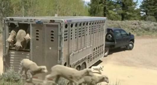 美国农业部运800只羊上山 让其吃掉杂草以防范野火季