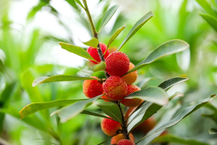 据了解,工作日前来这里游玩采摘的游客相对较少,但因杨梅园紧邻盘龙寺