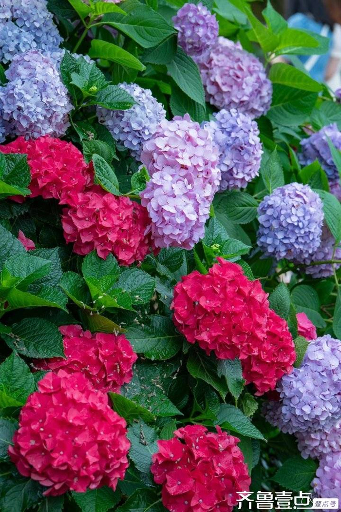 紫阳花开无尽夏