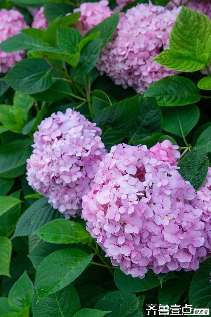 紫阳花のうららが图片