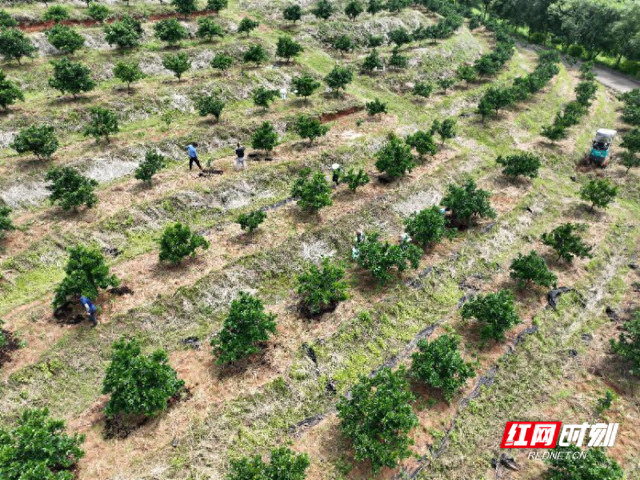 宜章:绿色生态种植 小蚯蚓帮大忙