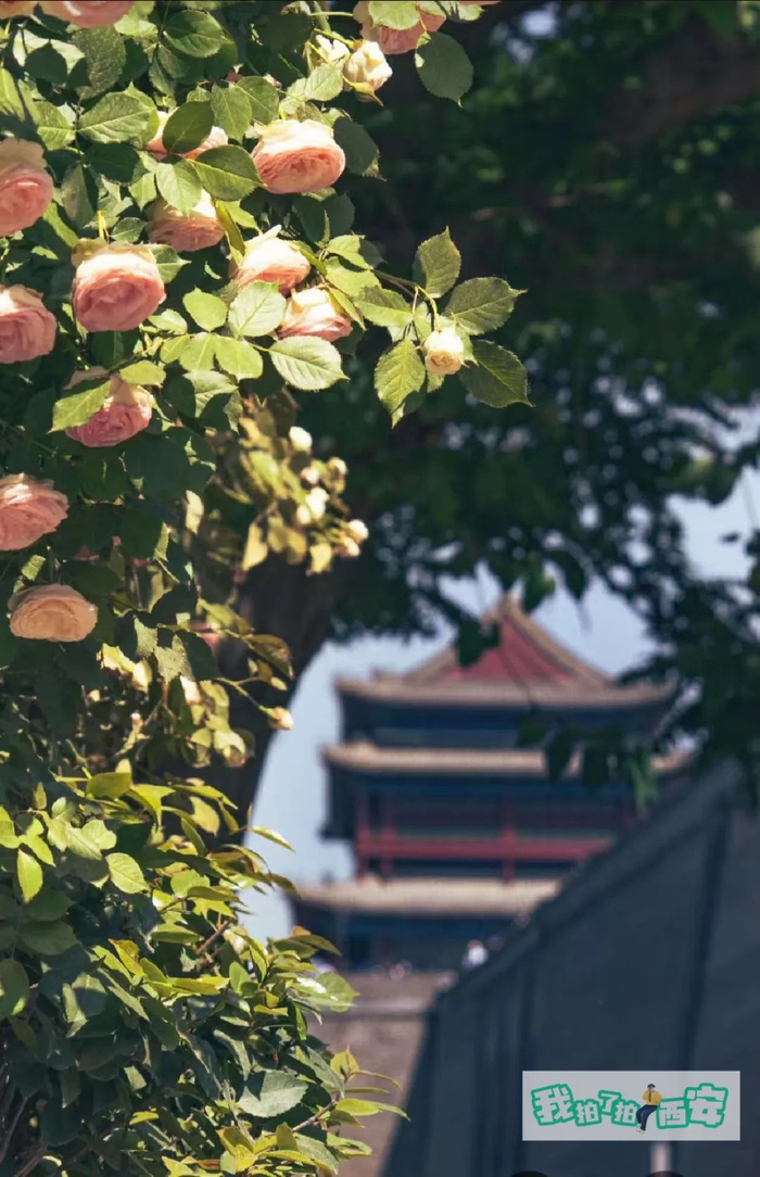 西安发布签约摄影师 段凌靓