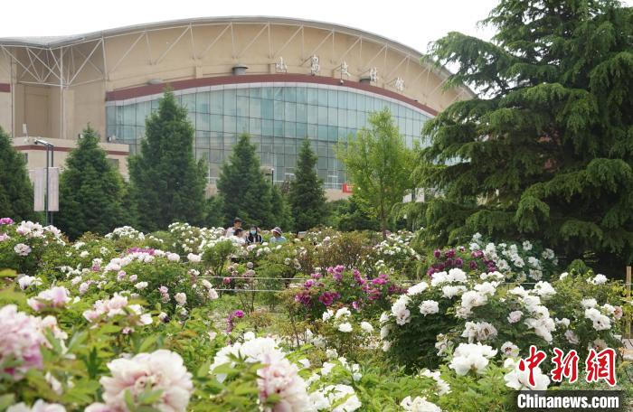 青海民大近10亩"校花"牡丹艳丽绽放