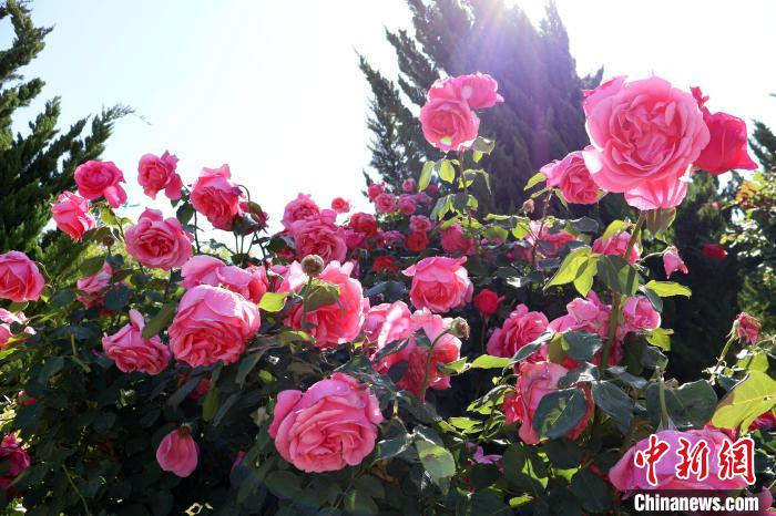 "月季之乡"山东莱州花香满城
