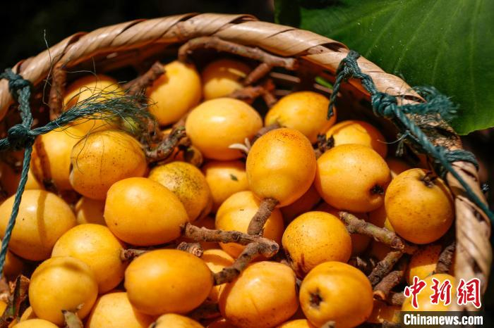 安徽歙县:"三潭枇杷"成熟时