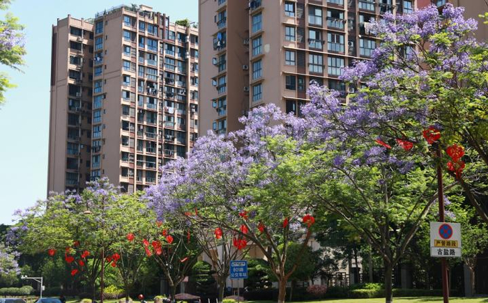 自贡沿滩:蓝花楹盛开 扮靓城市街道