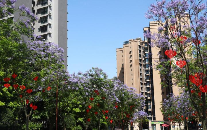 自贡沿滩:蓝花楹盛开 扮靓城市街道