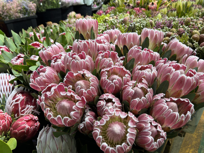 五月"浪漫经济"升温,超43万枝进口鲜切花"空降"京城