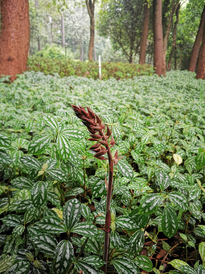 含苞待放!珍稀兰科植物无叶美冠兰现身柳州一公园