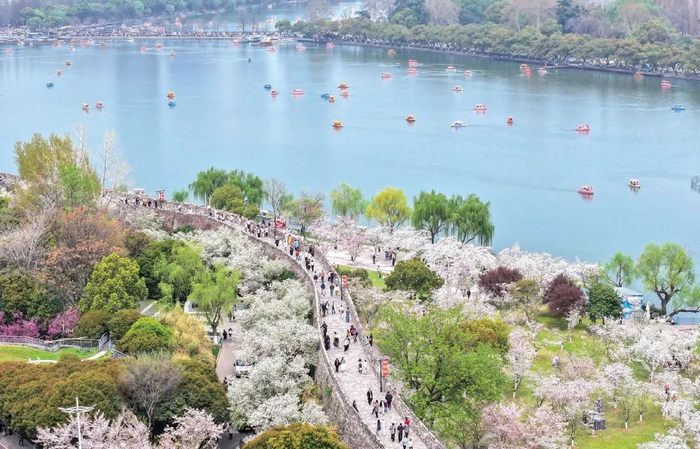 2024年3月31日，游人在南京玄武湖公园内赏花游玩