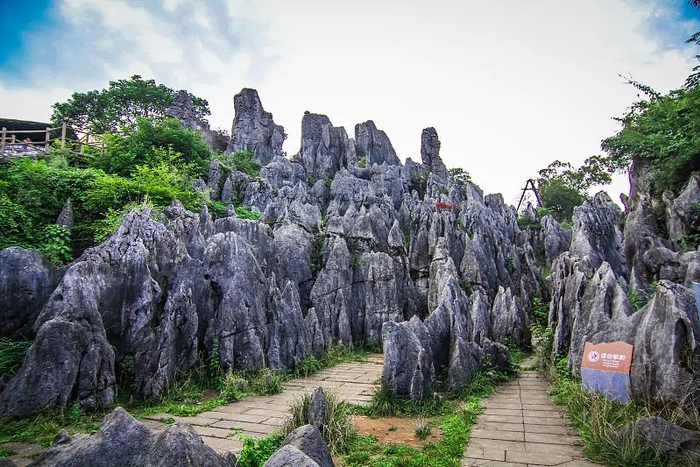 △华蓥山石林，图据视觉中国