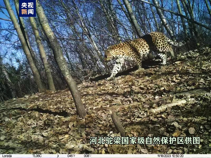 珍贵影像 1!河北驼梁国家级自然保护区再次发现华北豹