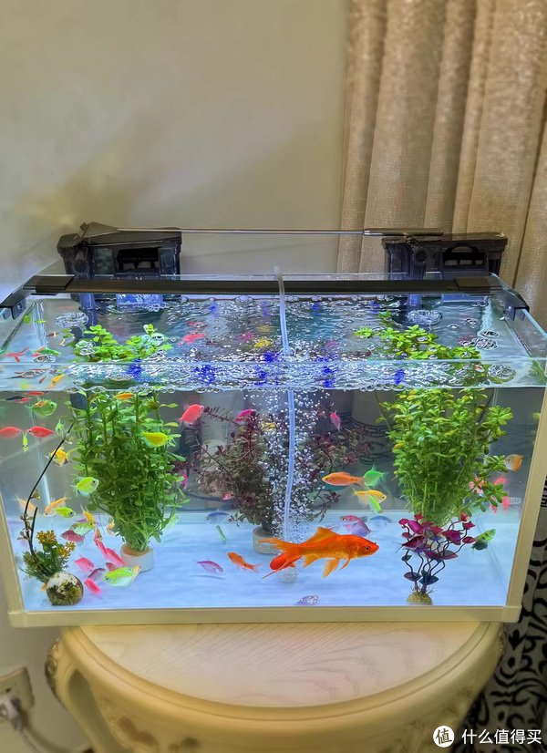 缸,要养殖几条以藻类为食的鱼类,如小精灵,黑茉莉,青苔鼠等;⑤金鱼