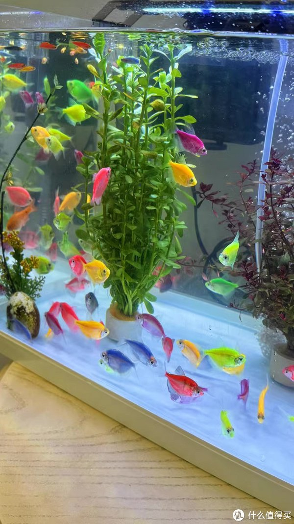 缸,要养殖几条以藻类为食的鱼类,如小精灵,黑茉莉,青苔鼠等;⑤金鱼