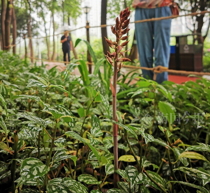 含苞待放!珍稀兰科植物无叶美冠兰现身柳州一公园