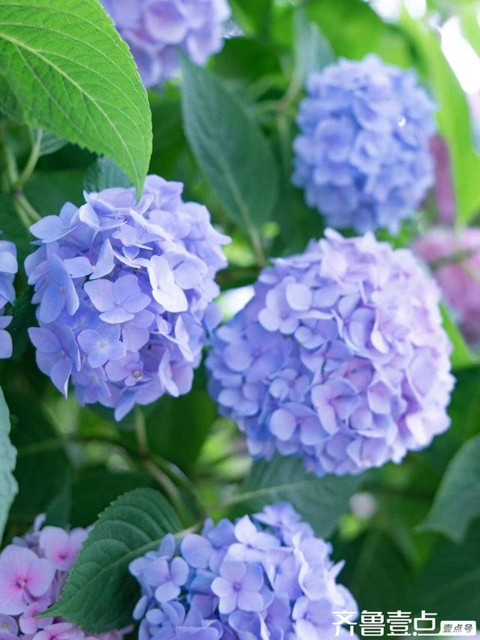 紫阳花开无尽夏