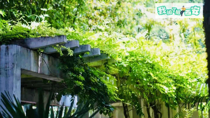 （西安发布029摄影公社 薛昱星）