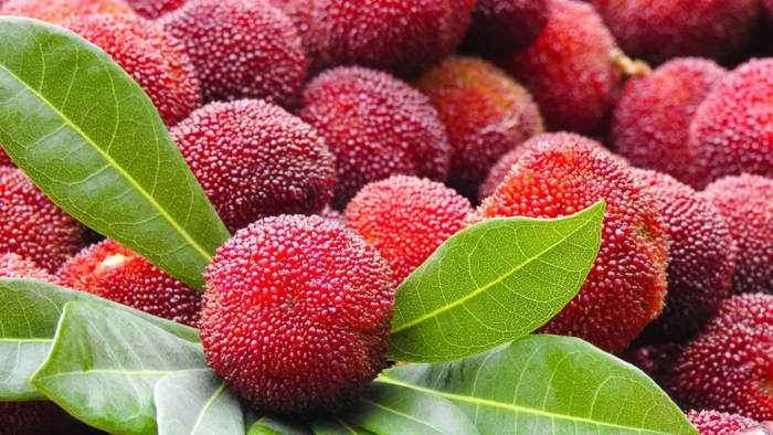 来晋城体验"梅"好时光——"果"然有趣