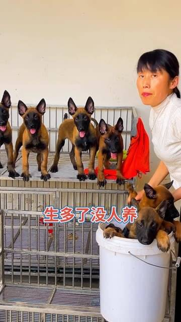 狗狗训练完毕可以帮忙放牛放羊