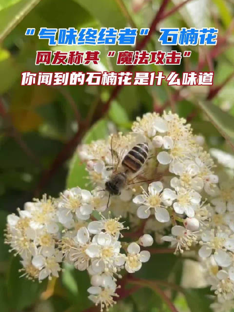这种花闻着臭但用起来香,它不仅有降尘和吸收汽车尾气的功效