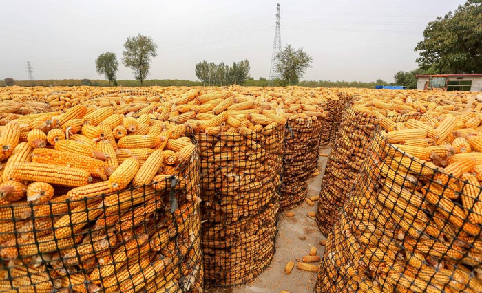 2,外盘玉米期货价格呈现大幅下跌走势,波及国内玉米价格.