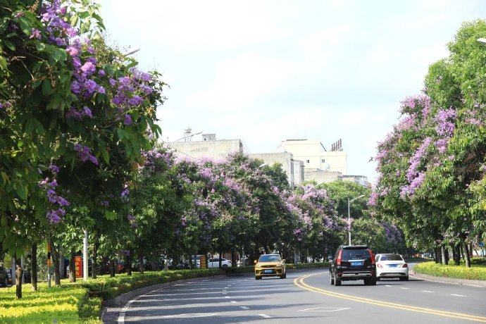 和儋州市民一起走花路|儋州市|海南省_新浪新闻