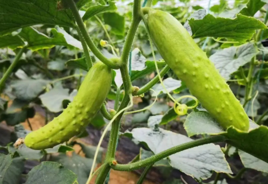 黄瓜又熟了,人无再少年