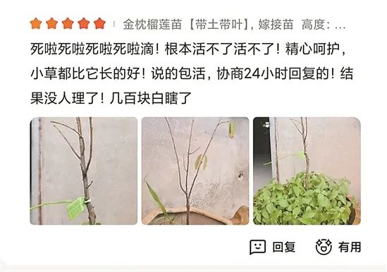在某网购平台的“榴莲苗”销售店铺，网友带图评价“树苗养不活”