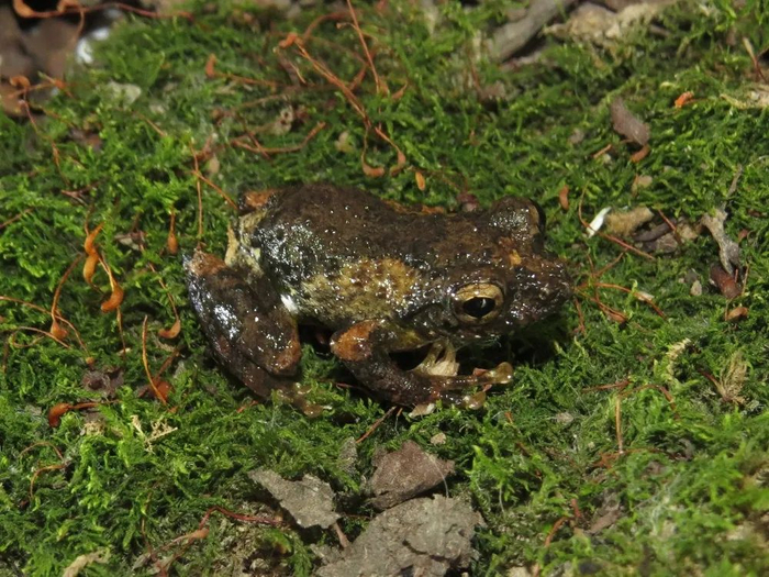 长兴|树蛙|杨毅_新浪新闻