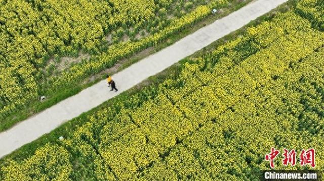 父子两代人行走在油菜花田间 海宁市委统战部供图