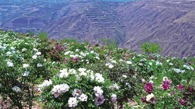 兰州和平牡丹园墓地图片