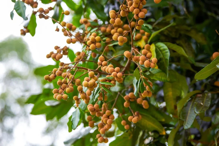 △龙眼树常常种在房前屋后，实现“边摘边吃”自由 图源：图虫创意