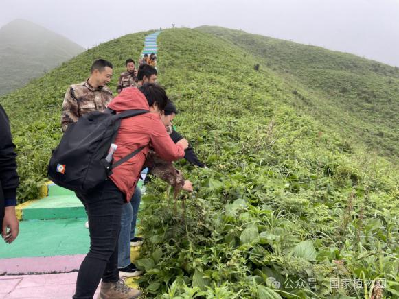 贵州省金沙县发现迄今为止国内面积最大的紫萼野生群落
