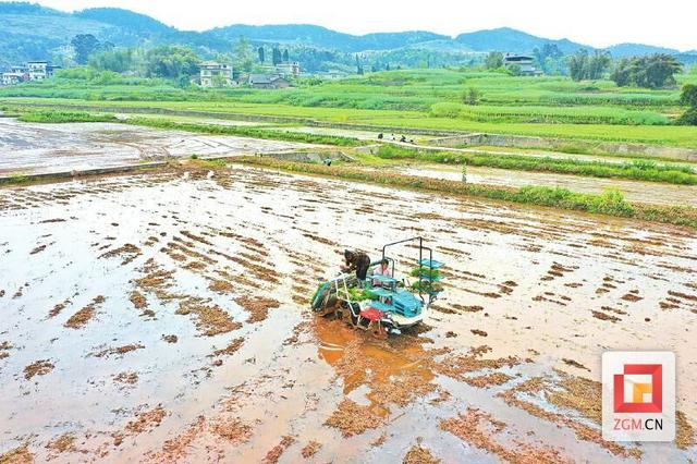 "再生稻之乡"景更美稻更香——富顺县推进乡村振兴一线观察