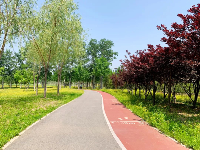 藏不住了!黑桥公园的油菜花开成海了